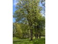 Tilia Platiphilos - inaltime 2,5 – 3m 